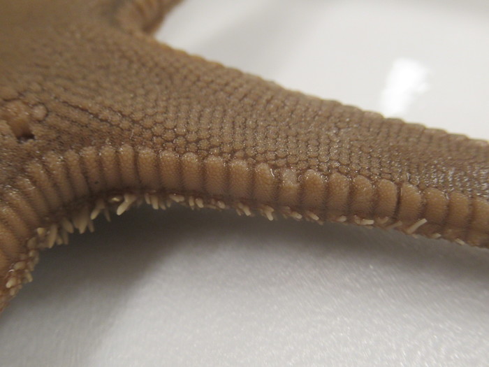 CASIZ Holotype Astropecten californicus