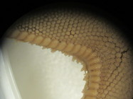 CASIZ Holotype Astropecten californicus