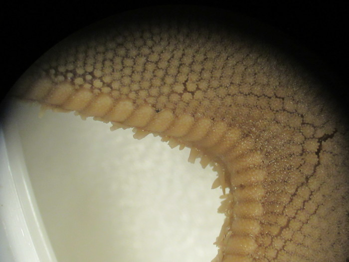 CASIZ Holotype Astropecten californicus