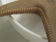 CASIZ Holotype Astropecten californicus