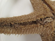 CASIZ Holotype Astropecten californicus