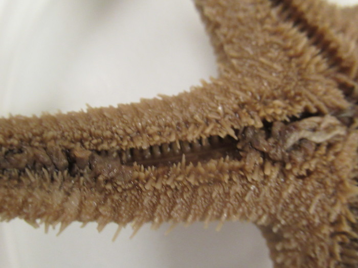 CASIZ Holotype Astropecten californicus