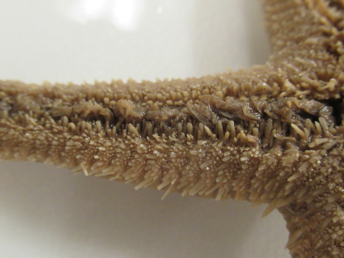 CASIZ Holotype Astropecten californicus