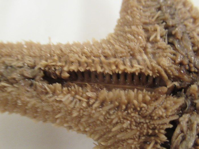 CASIZ Holotype Astropecten californicus