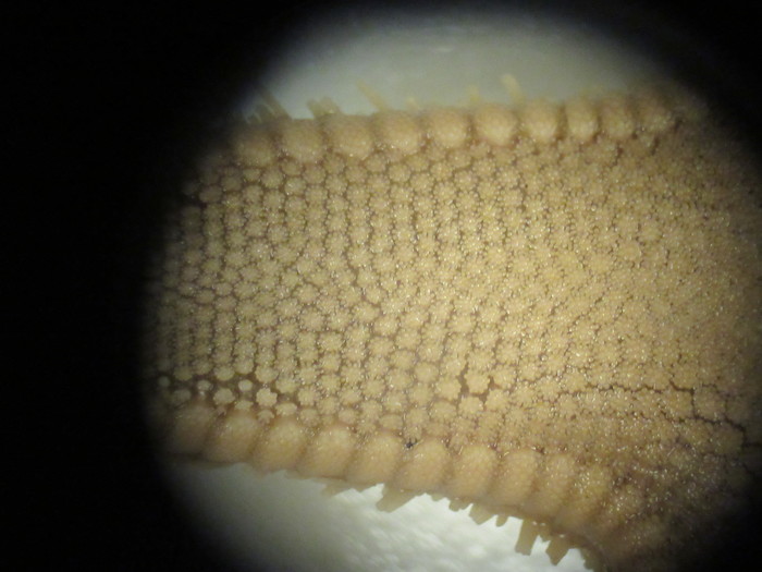 CASIZ Holotype Astropecten californicus