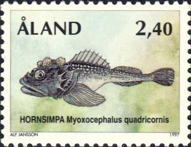 Myoxocephalus quadricornis Myoxocephalus quadricornis