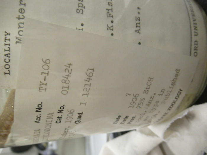 CASIZ Holotype Astropecten californicus