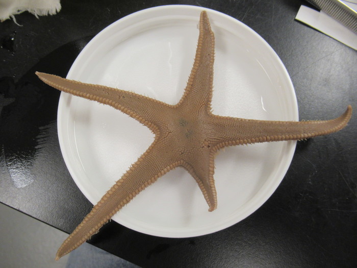 CASIZ Holotype Astropecten californicus