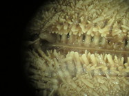 CASIZ Holotype Astropecten californicus