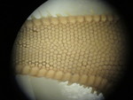 CASIZ Holotype Astropecten californicus