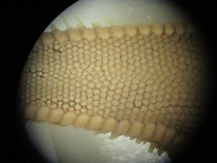 CASIZ Holotype Astropecten californicus