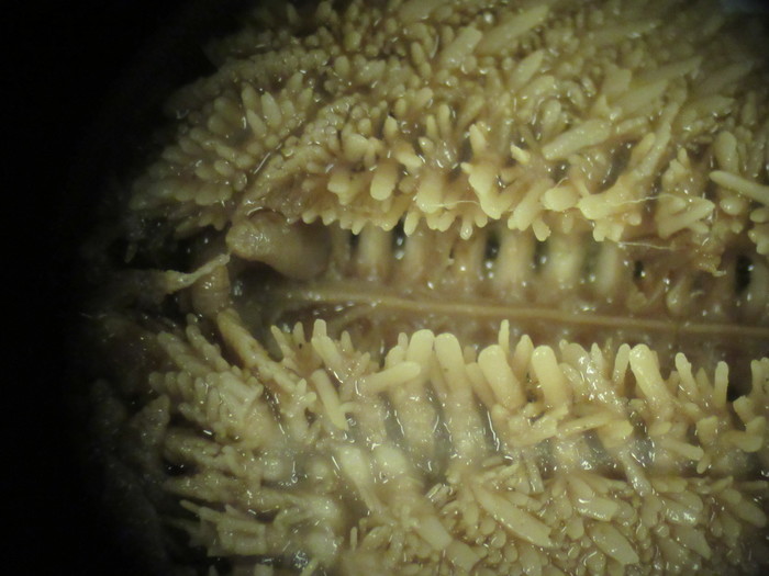 CASIZ Holotype Astropecten californicus