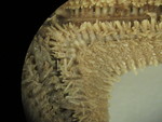CASIZ Holotype Astropecten californicus
