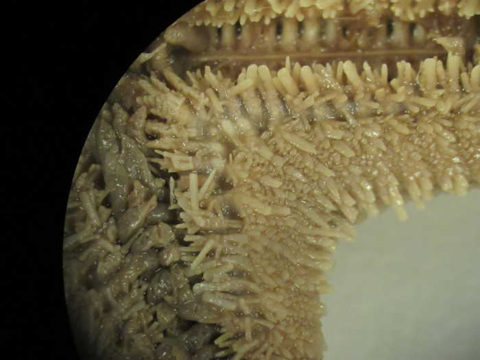 CASIZ Holotype Astropecten californicus