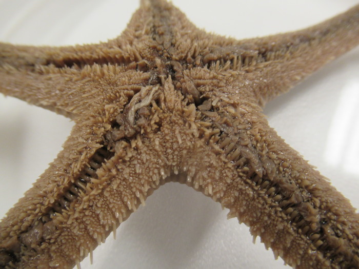 CASIZ Holotype Astropecten californicus