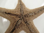 CASIZ Holotype Astropecten californicus
