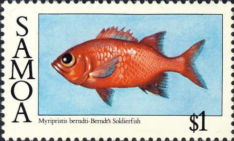 Myripristis berndti Myripristis berndti
