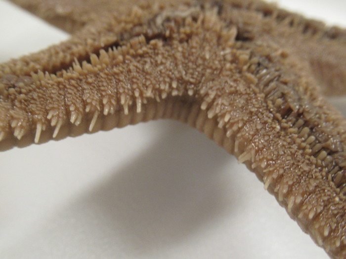 CASIZ Holotype Astropecten californicus