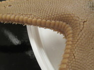 CASIZ Holotype Astropecten californicus