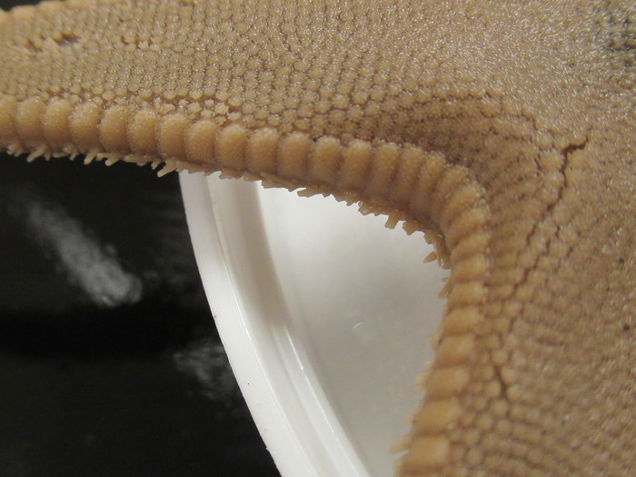 CASIZ Holotype Astropecten californicus