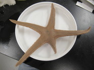 CASIZ Holotype Astropecten californicus