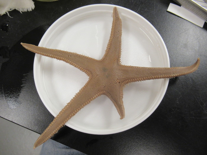 CASIZ Holotype Astropecten californicus