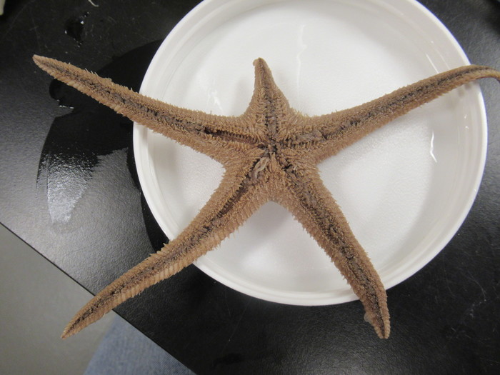CASIZ Holotype Astropecten californicus