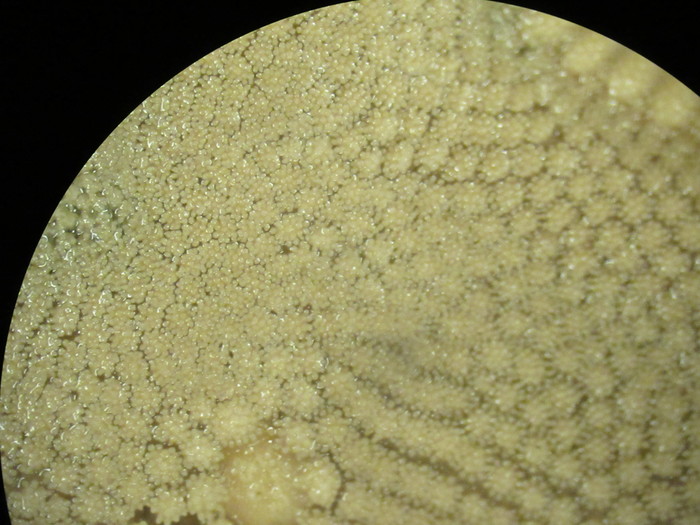 CASIZ Holotype Astropecten californicus