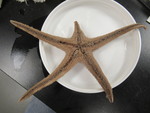 CASIZ Holotype Astropecten californicus