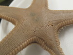 CASIZ Holotype Astropecten californicus