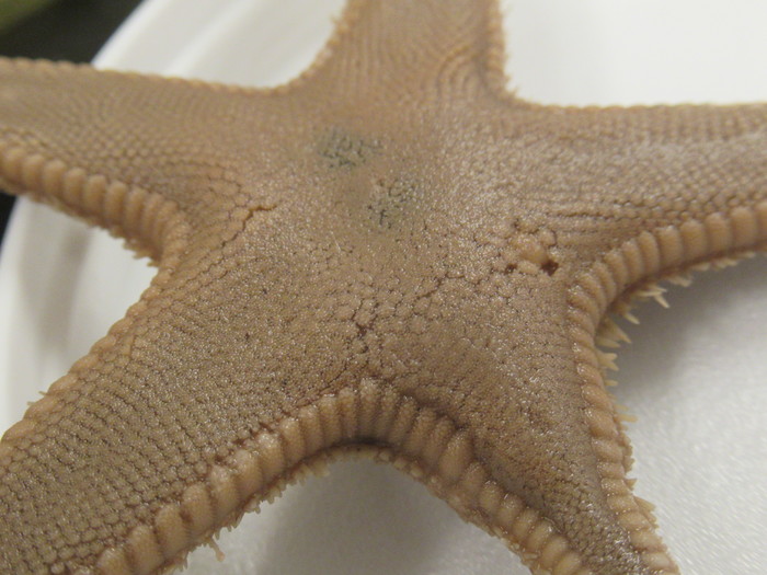 CASIZ Holotype Astropecten californicus