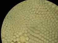 CASIZ Holotype Astropecten californicus