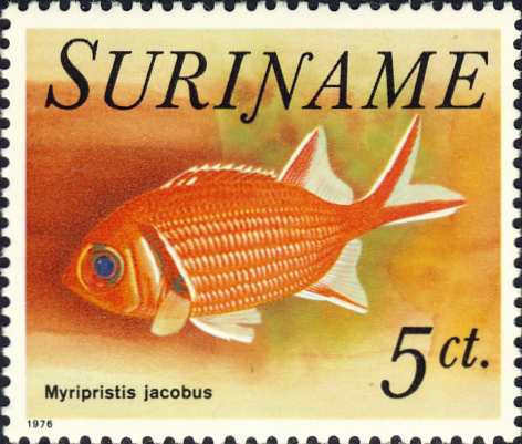 Myripristis jacobus Myripristis jacobus