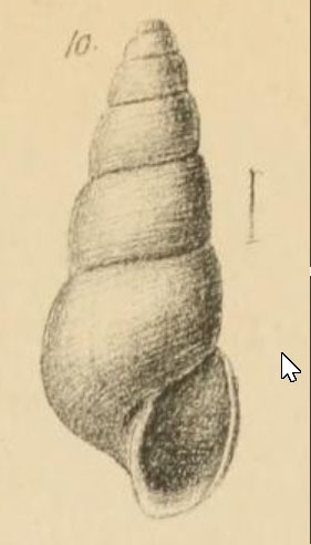 Auriculina coarctata, original figure pl. 11 fig. 10 in G. O. Sars (1878)
