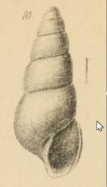 Auriculina coarctata, original figure pl. 11 fig. 10 in G. O. Sars (1878)