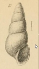 Auriculina coarctata, original figure pl. 11 fig. 10 in G. O. Sars (1878)