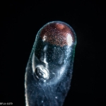 Rhizophysa filiformis