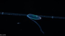 Rhizophysa filiformis