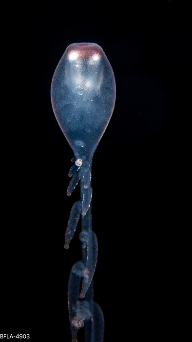 Rhizophysa eysenhardtii