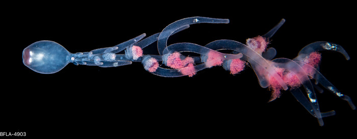 Rhizophysa eysenhardtii