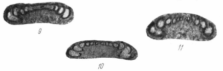 Monotaxis subplana Brazhnikova & Yartseva, 1956