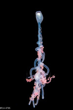 Rhizophysa eysenhardtii