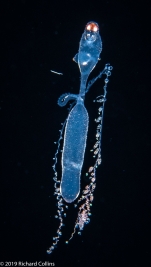 Rhizophysa eysenhardtii - late siphonula