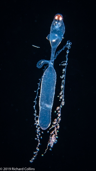 Rhizophysa eysenhardtii - late siphonula