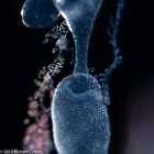 Rhizophysa eysenhardtii - late siphonula