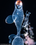 Rhizophysa eysenhardtii - late siphonula