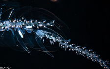 Agalma clausi
