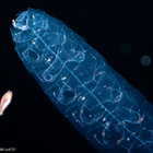 Agalma clausi