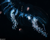 Agalma clausi
