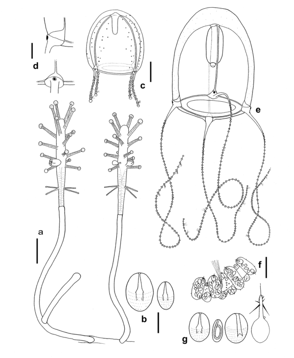 Coryne japonica, polyp and medusa from New Zealand